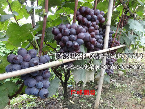 巨峰葡萄