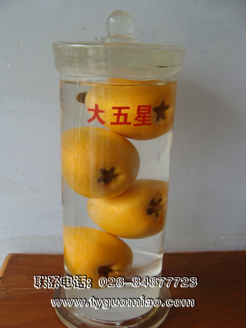 大五星枇杷標本