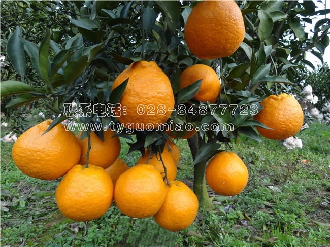 春見（又名：耙耙柑)