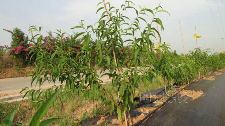 一年生桃多層型